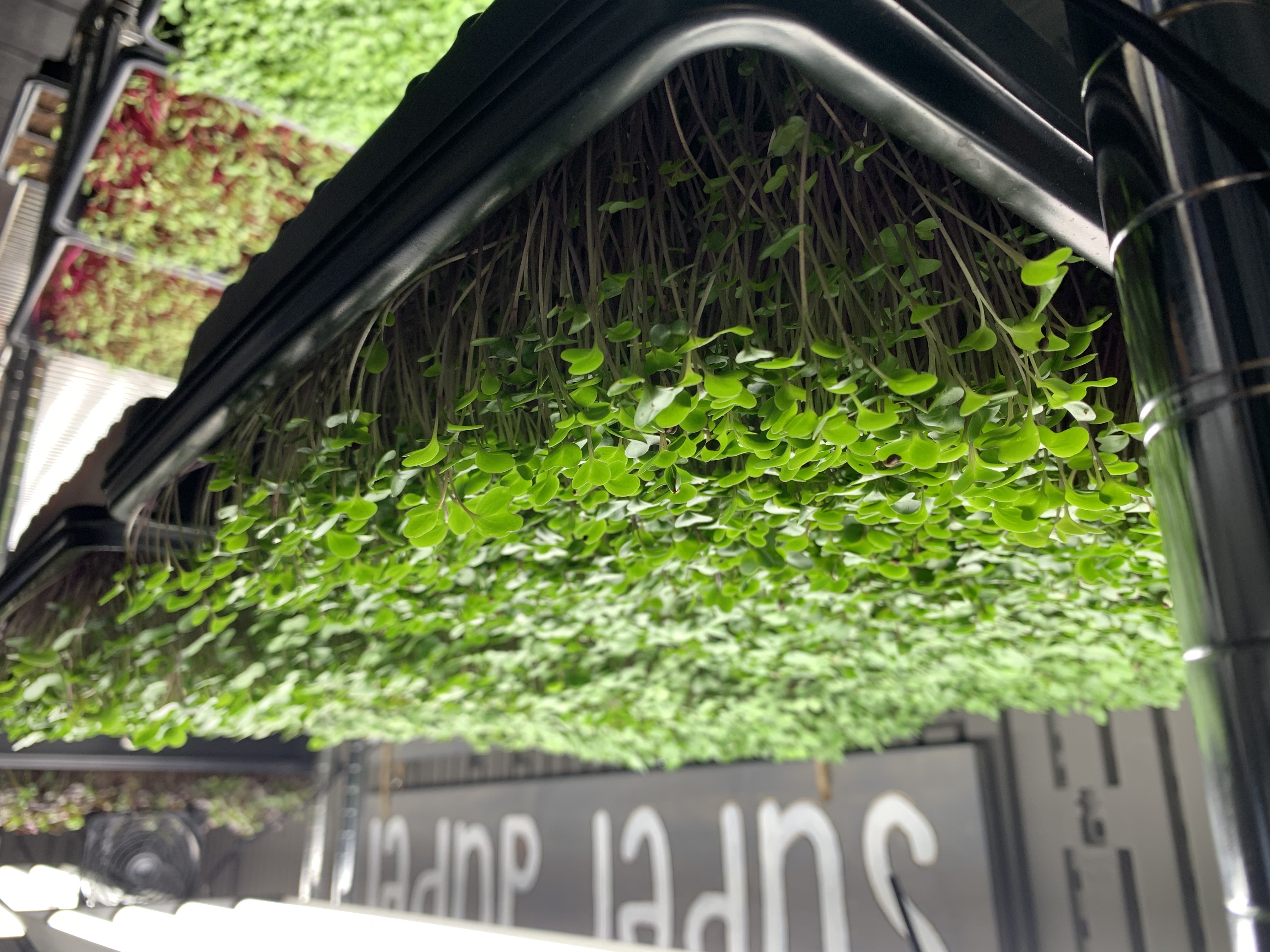 Super Duper Microgreens