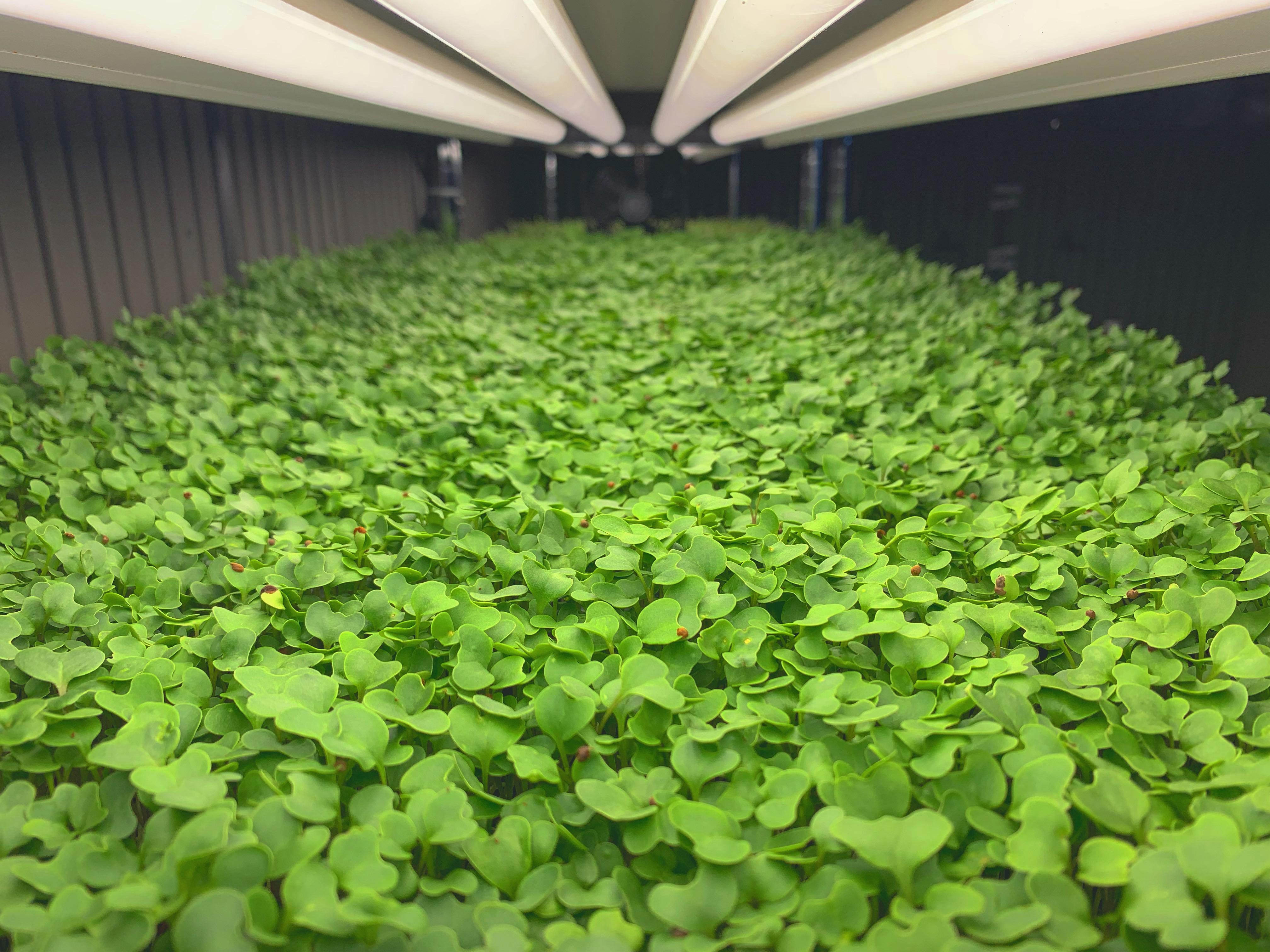 Super Duper Microgreens