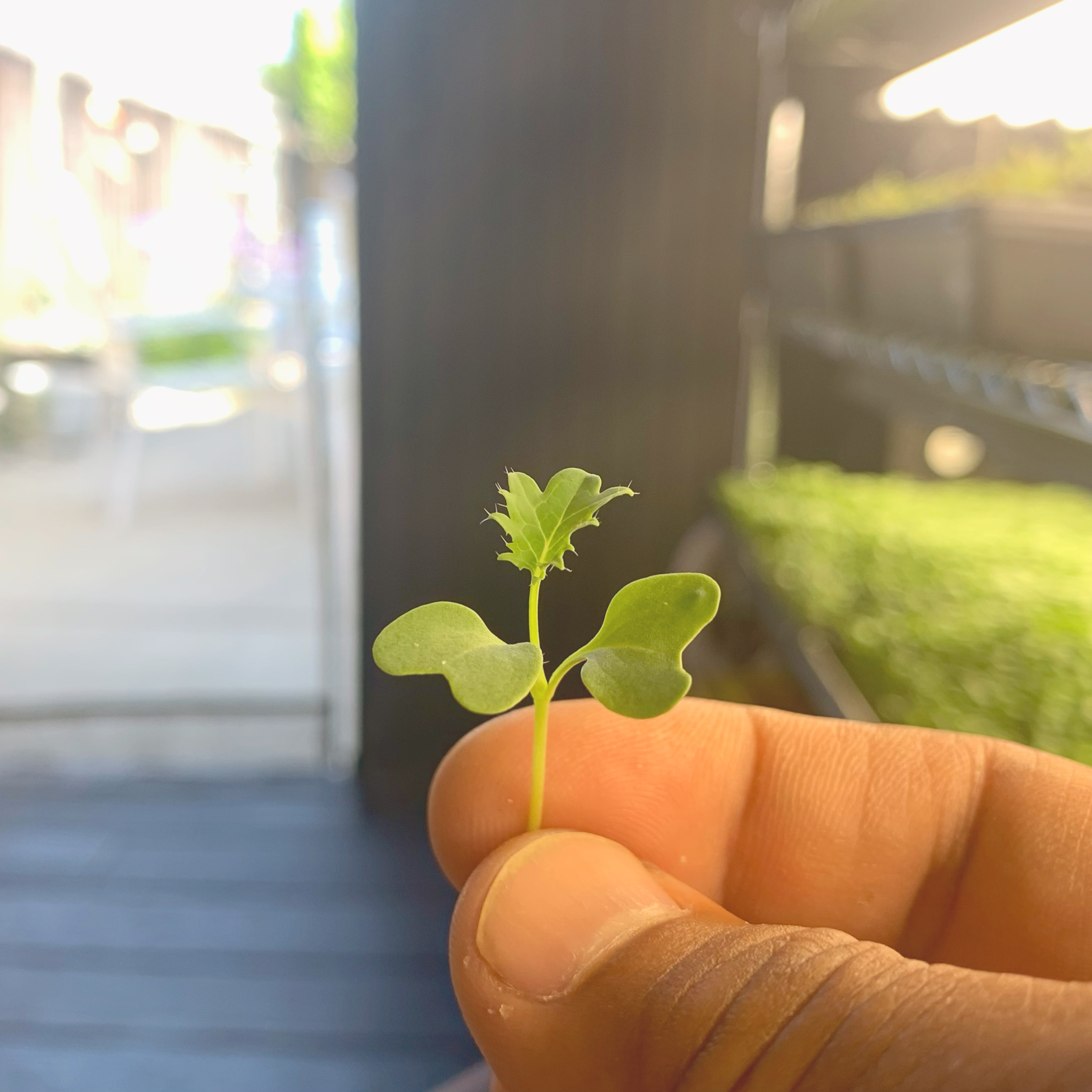 Super Duper Microgreens