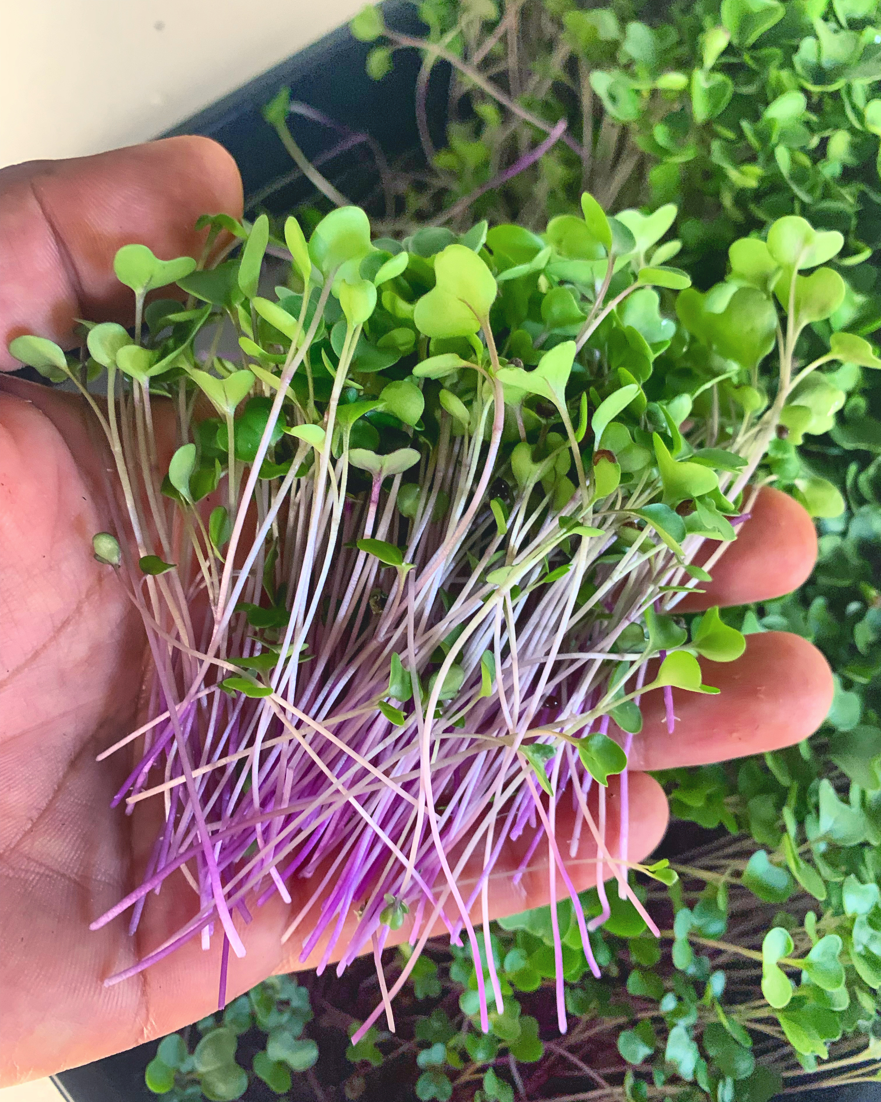 Super Duper Microgreens